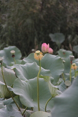 Nelumbo nucifera