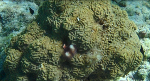 Pseudodiploria clivosa