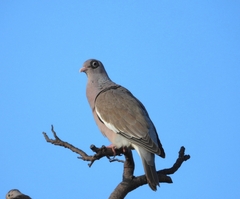 Patagioenas corensis