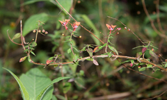 Lopezia racemosa