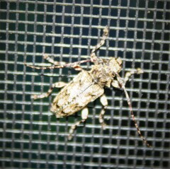 Aegomorphus modestus