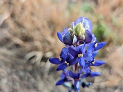 Lupinus havardii