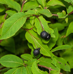 Lonicera nigra