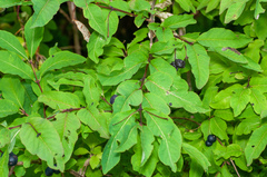 Lonicera nigra