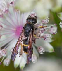 Ancistrocerus antilope