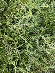 Vicia villosa
