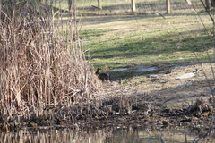 Oryctolagus cuniculus