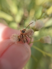 Chauliognathus scriptus