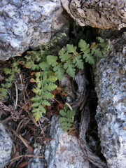 Woodsia plummerae