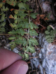 Woodsia plummerae