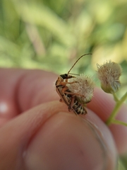 Chauliognathus scriptus