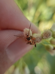 Chauliognathus scriptus