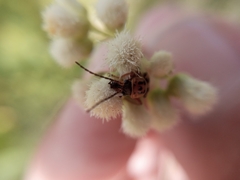 Chauliognathus scriptus