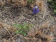 Lupinus havardii