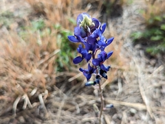 Lupinus havardii