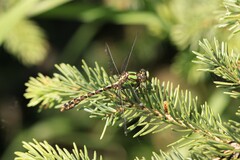 Ophiogomphus colubrinus