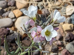 Nerisyrenia camporum