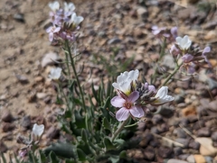 Nerisyrenia camporum