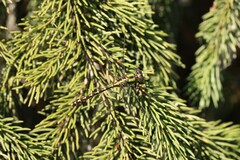 Ophiogomphus colubrinus