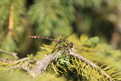 Ophiogomphus colubrinus