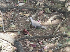 Streptopelia decaocto