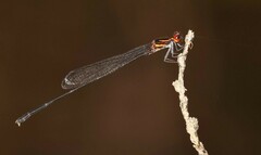 Prodasineura verticalis