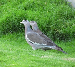 Patagioenas corensis