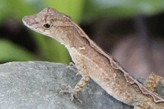 Anolis osa