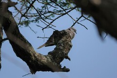 Streptopelia decipiens