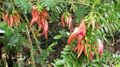 Clianthus