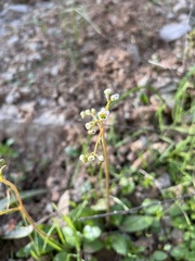 Micranthes californica