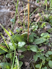 Micranthes californica