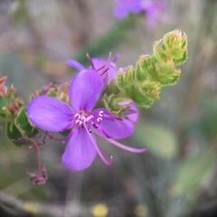 Marcetieae