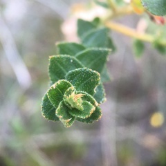 Marcetieae