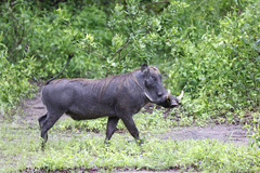 Phacochoerus africanus