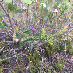 Marcetieae