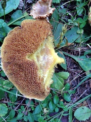 Suillus americanus image