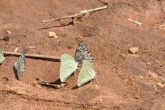 Catopsilia florella