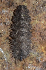 Dasysyrphus