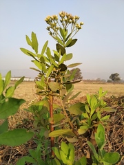 Pluchea indica