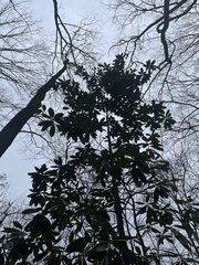 Magnolia grandiflora