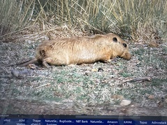 Ctenomys