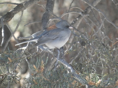 Junco hyemalis caniceps