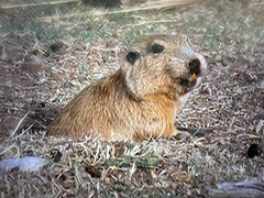 Ctenomys