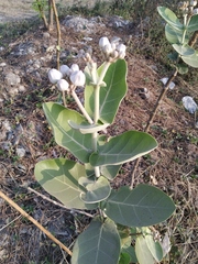 Calotropis gigantea