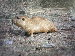 Ctenomys
