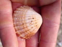 Acanthocardia echinata