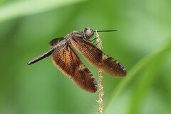 Rhyothemis obsolescens