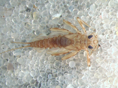 Epeorus fragilis