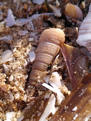 Turritellinella tricarinata